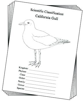 289x350 california state bird drawing quail vintage logo state bird stock - State Of California Drawing