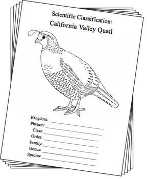 288x350 California State Bird Notebooking Set - State Of California Drawing