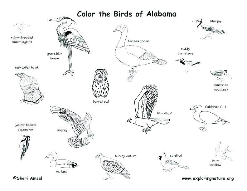 792x612 Kids Drawing Bible Crafts School For Ca State Bird - State Of California Drawing