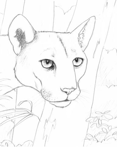 384x480 huge collection of 'florida panther drawing' download more than - State Of Florida Drawing