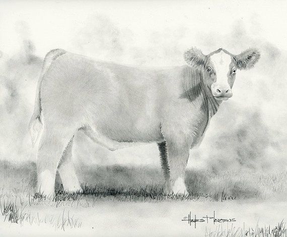 570x471 peaches n cream show steer charcoal print - Steer Drawing