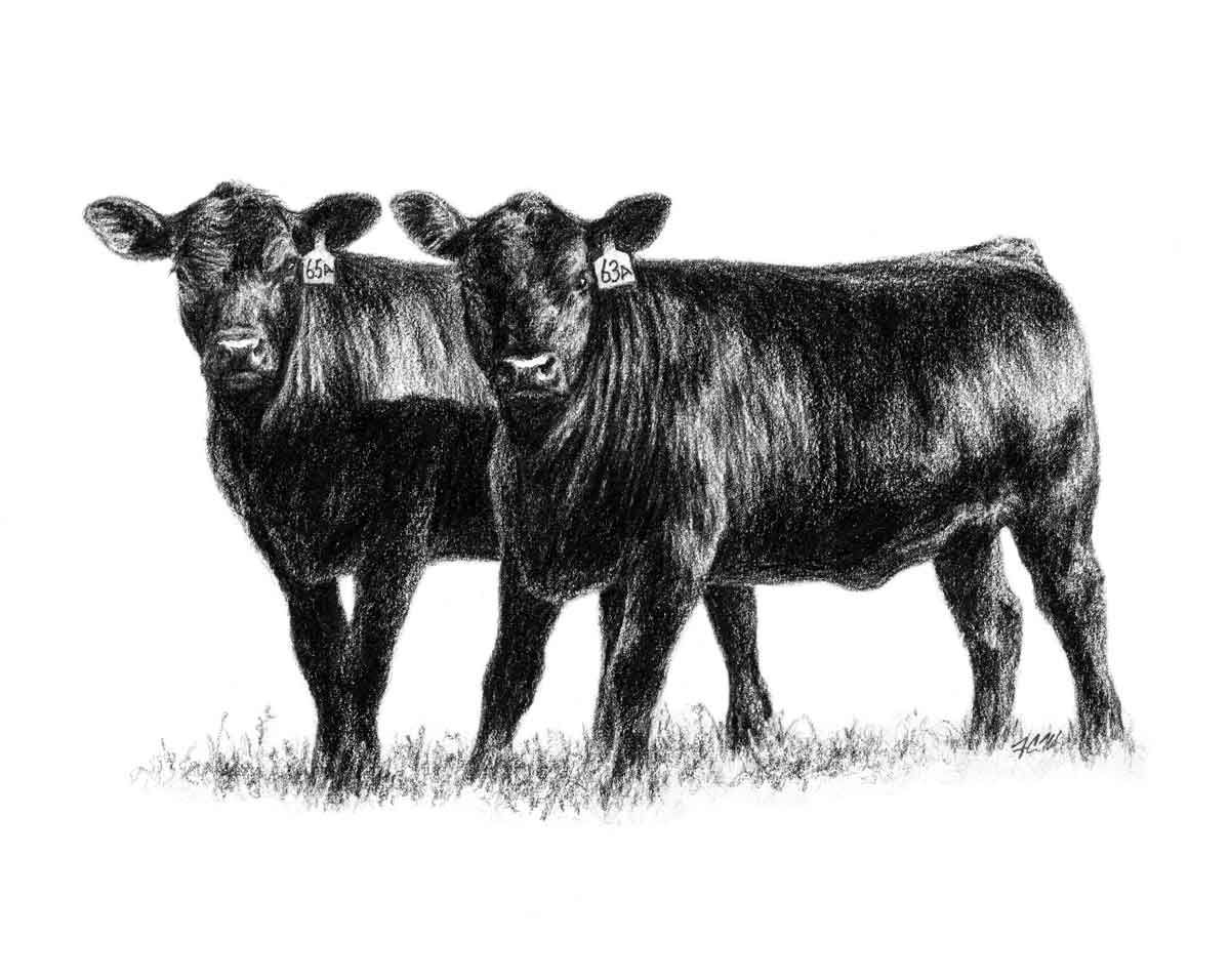 1200x956 show steer graphics heifers - Steer Drawing
