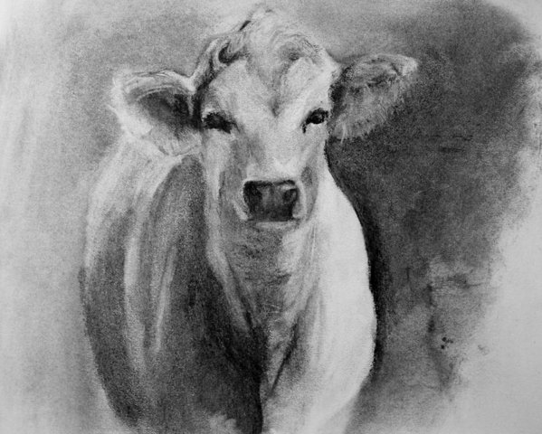 599x480 steer drawing from life art print - Steer Drawing