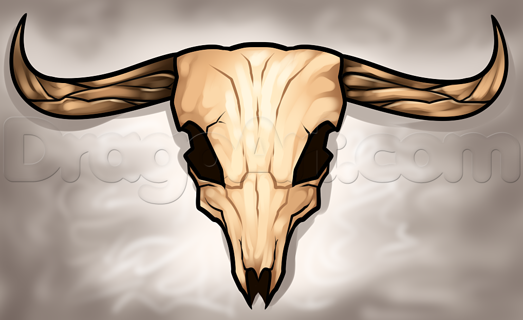 1018x624 steer skull drawing, step - Steer Drawing