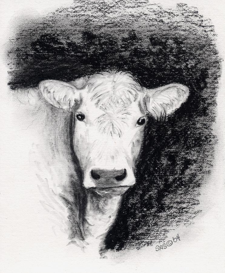 Steer Drawing at Explore collection of Steer Drawing