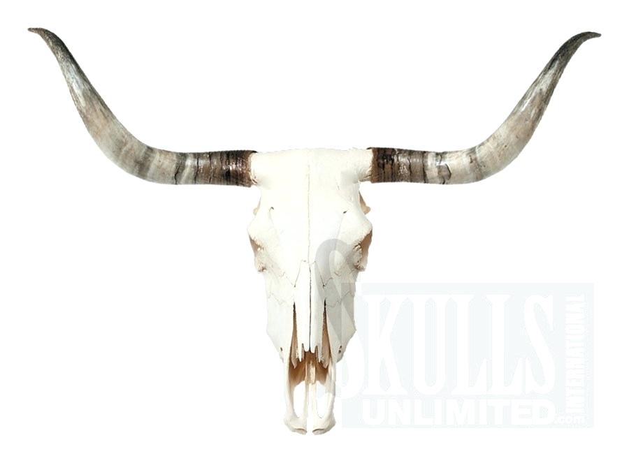 900x663 near and deer faux taxidermy carved longhorn cow skull wall mount - Steer Head Drawing
