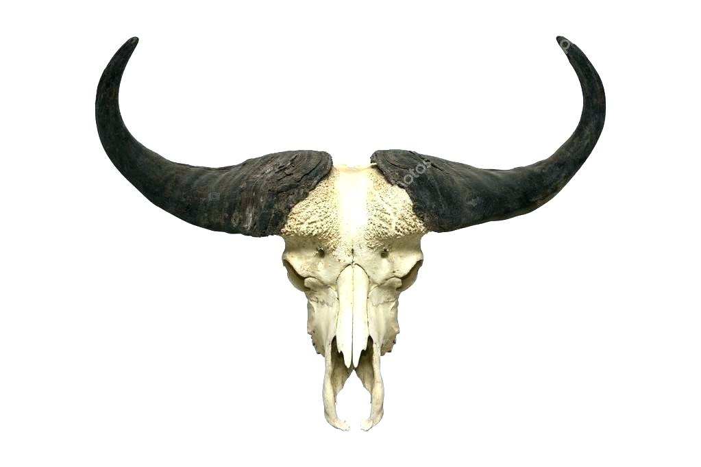 1023x682 Cow Head Skull - Steer Head Drawing