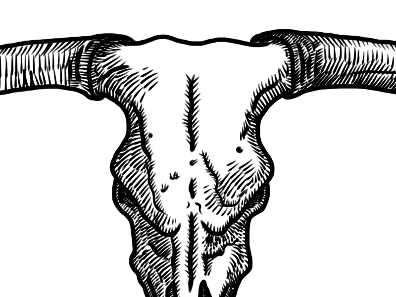 800x600 Bull Skull - Steer Head Drawing
