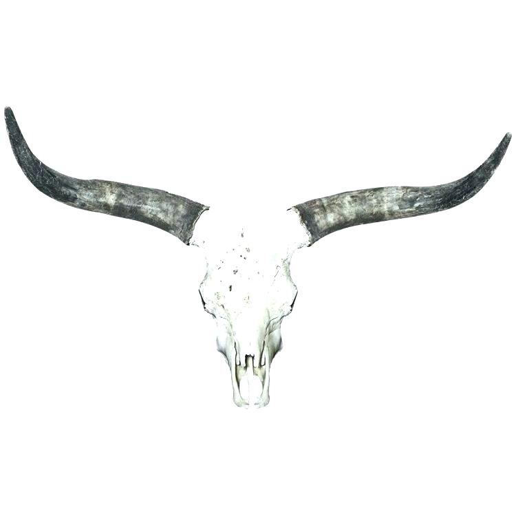 750x750 Gallery Cow Skull Decorated Skulls For Sale Buffalo Willrichard - Steer Skull Drawing