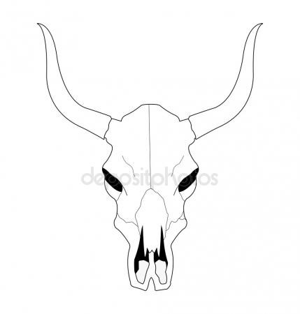 429x450 Like Cow Skull Drawing - Steer Skull Drawing