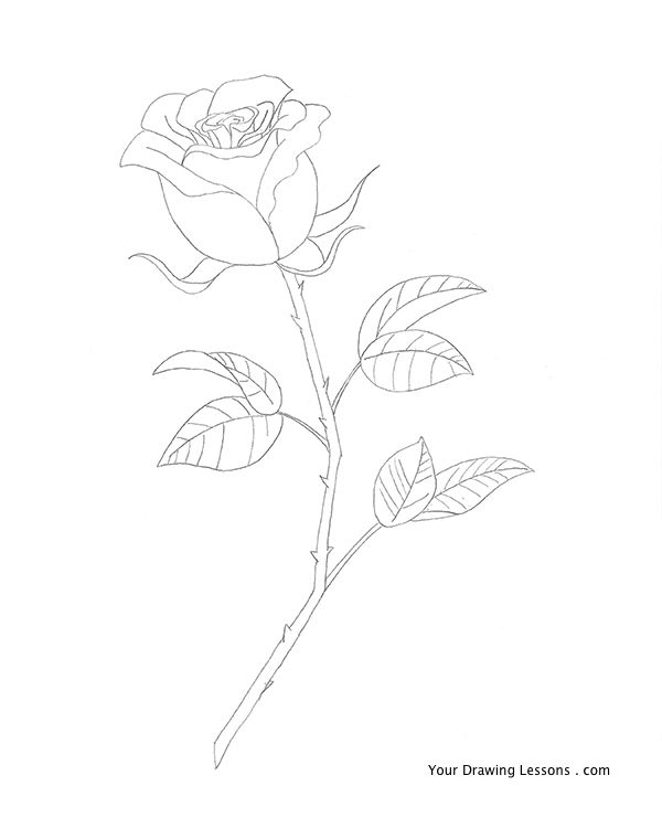 600x741 How To Draw A Rose Your Drawing Lessons - Stem Drawing