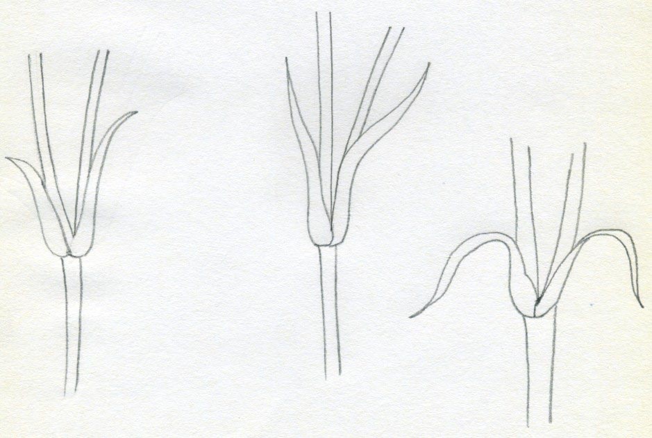 939x631 How To Draw Carnation - Stem Drawing