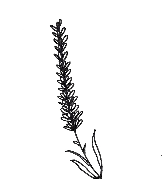 533x634 Lavender Drawing - Stem Drawing