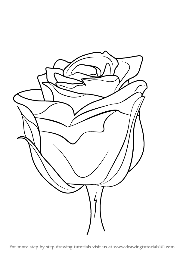 598x844 learn how to draw a rose with stem - Stem Drawing