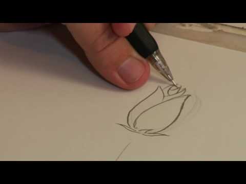 480x360 drawing lessons how to draw a rose stem - Stem Drawing
