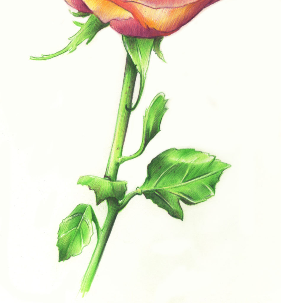 949x1024 Drawing Roses In Graphite Pencil And Colored Pencil - Stem Drawing
