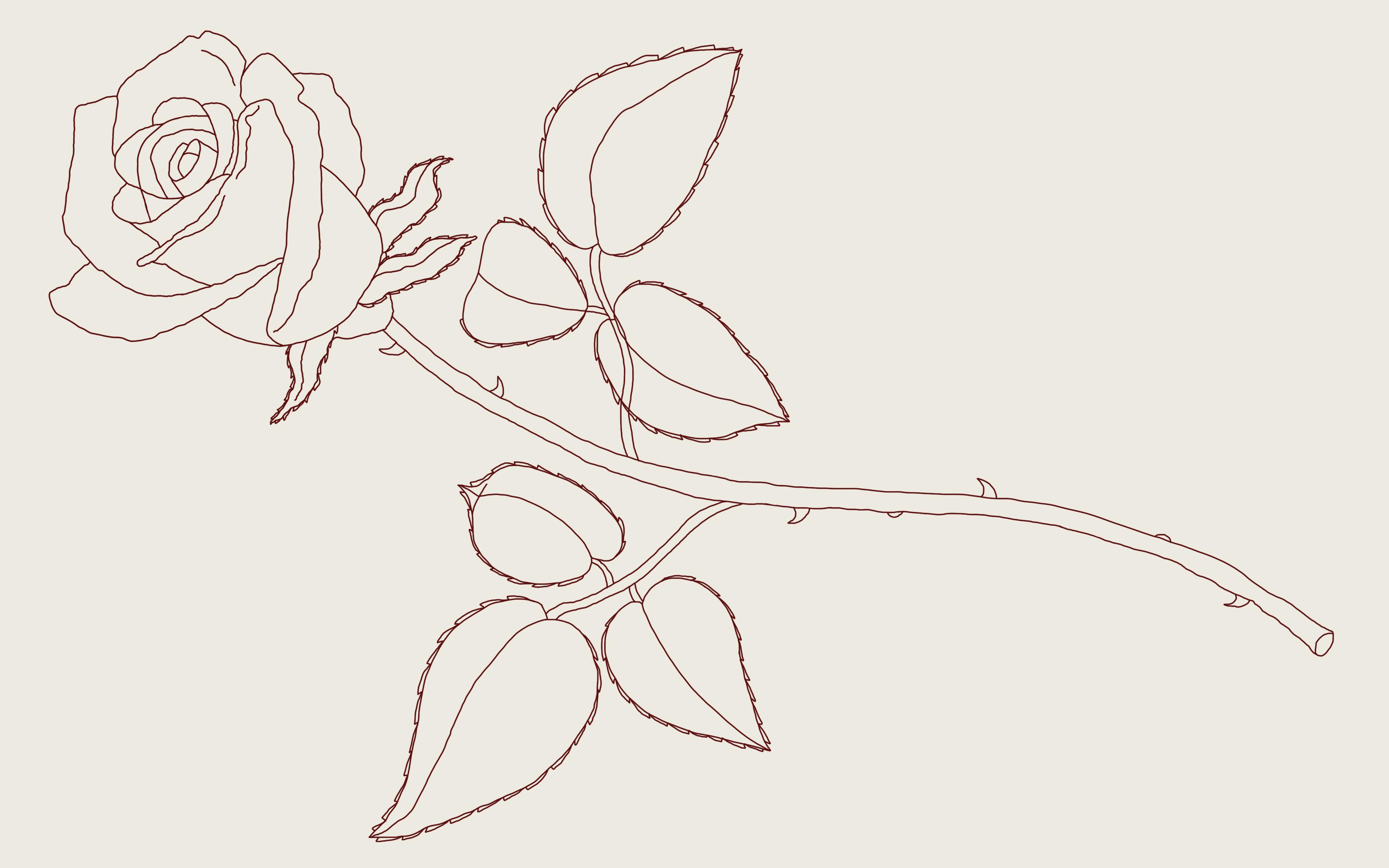 4000x2500 How To Draw A Rose A Step - Stem Drawing