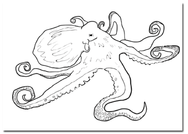 600x427 Step - Step By Step Drawing Animals