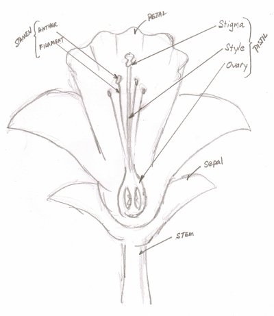 400x461 Flower Drawing, How To Start, How To Finish, A Masterpiece - Step By Step Drawing Flowers Beginner