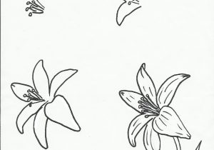 300x210 Step - Step By Step Drawing Flowers Beginner