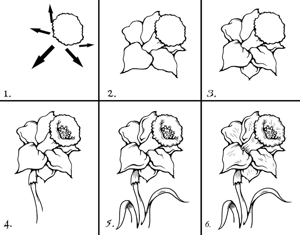 Step By Step Drawing Flowers Beginner At Paintingvalleycom