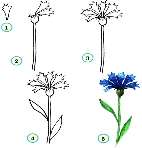 557x581 Step - Step By Step Drawing Flowers For Kids