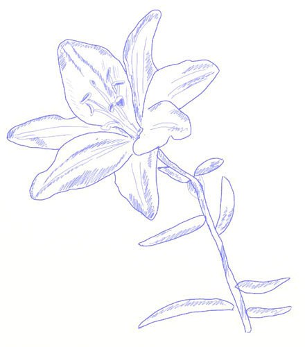 440x500 How To Draw A Lily Flower - Step By Step Drawing Realistic Flowers