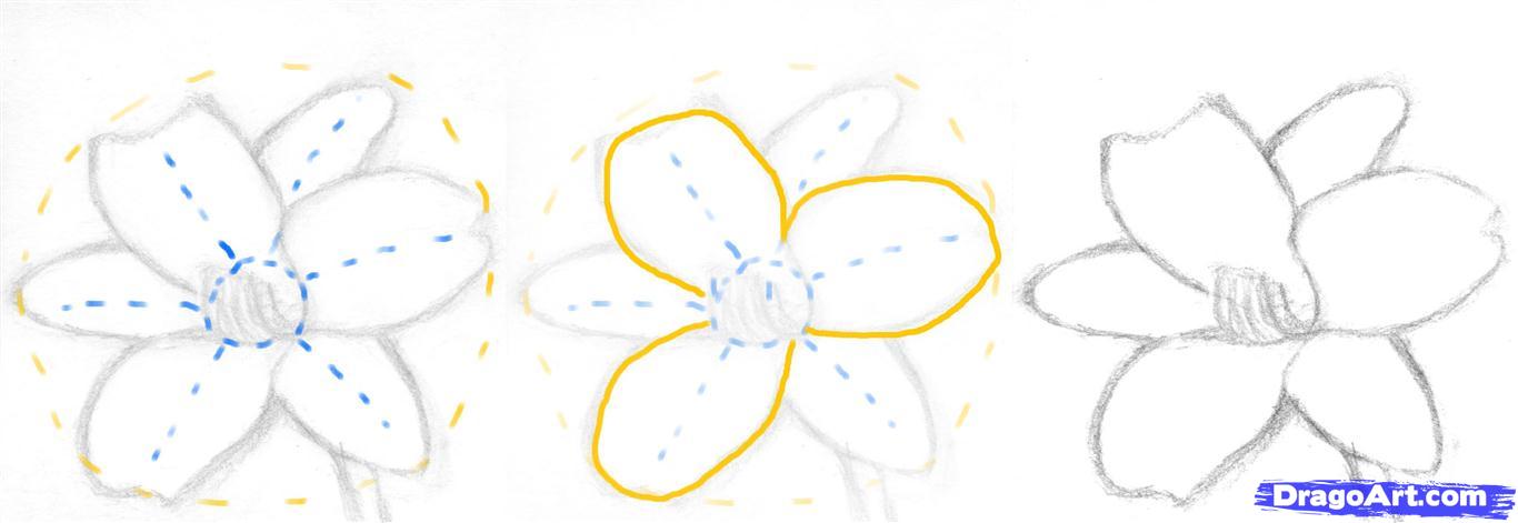 1366x471 How To Draw A Realistic Flower, Step - Step By Step Drawing Realistic Flowers