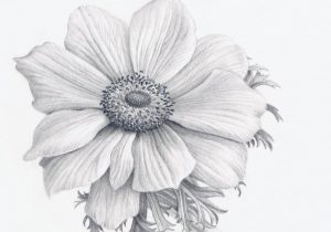 300x210 Realistic Flower Drawing Step - Step By Step Drawing Realistic Flowers