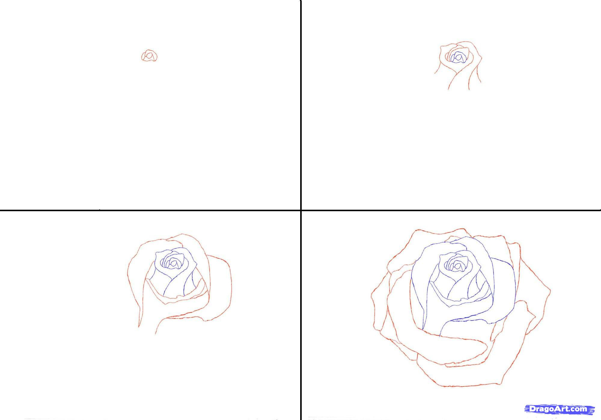 2000x1400 Step - Step By Step Drawing Realistic Flowers