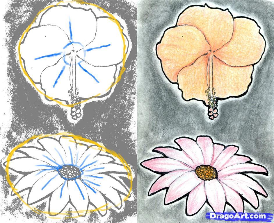 942x768 Draw A Realistic Flower, Step - Step By Step Drawing Realistic Flowers