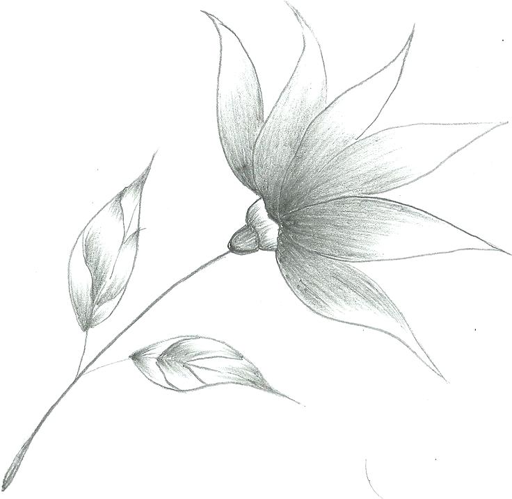 Drawing Step By Step Simple Flower Pencil Drawing