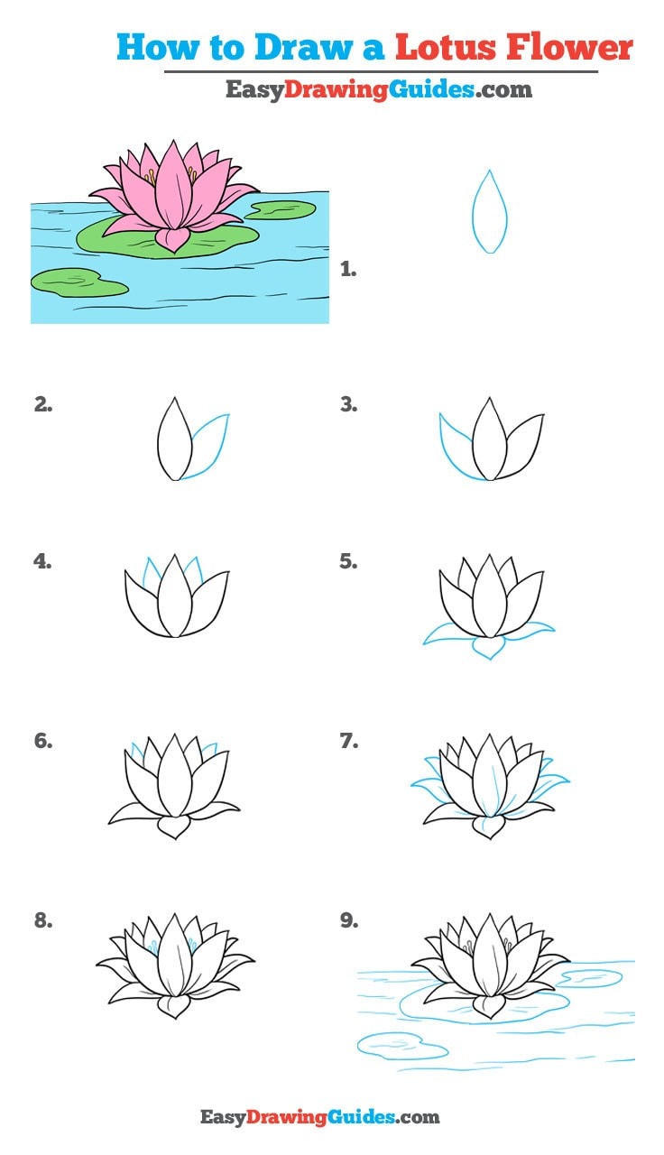 736x1280 How To Draw A Lotus Flower - Step By Step Flower Drawing Easy
