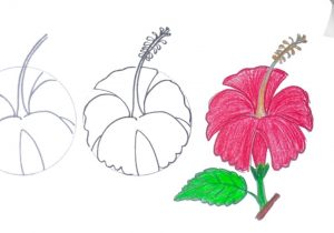 300x210 Simple Flower Drawing Steps How To Draw A Rose - Step By Step Flower Drawing Easy