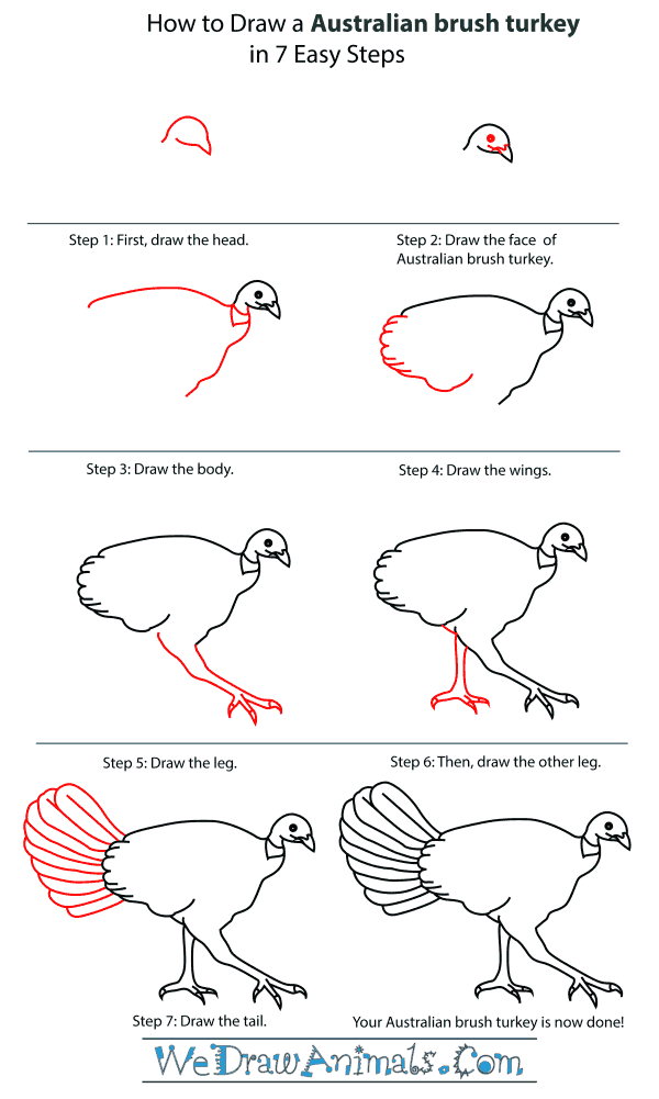 600x1001 How To Draw An Australian Brush Turkey - Step By Step Turkey Drawing