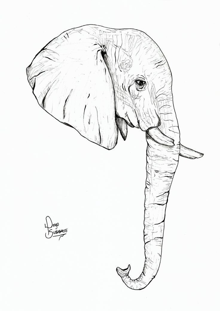 736x1040 Tattoos Drawings, Elephant Head Drawing - Stepping Stone Drawing