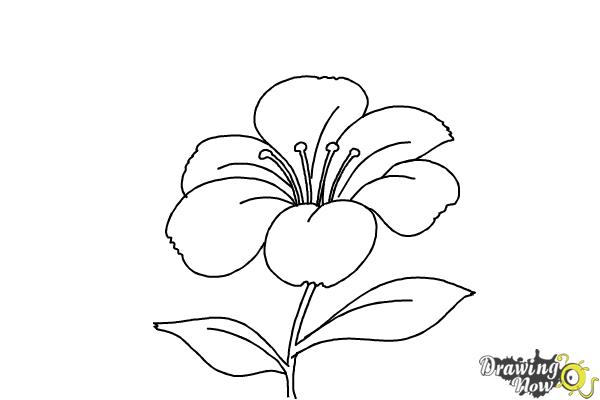 600x400 How To Draw A Flower Step - Steps Drawing A Flower