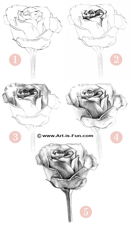 450x775 How To Draw A Rose Learn To Draw Rose Pencil Drawings Art Is Fun - Steps Drawing A Flower