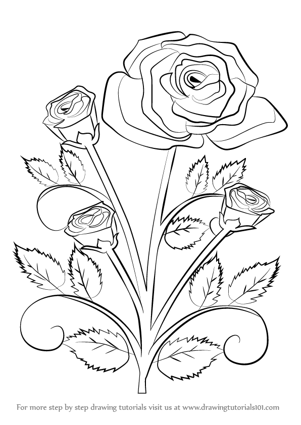 596x842 Learn How To Draw A Rose Plant - Steps Drawing A Flower