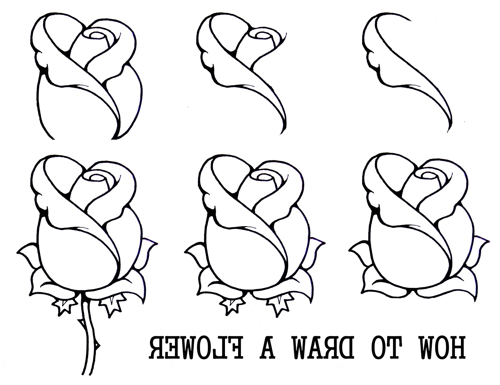 1600x1232 Rose Flower Drawing Step Step Drawing A Rose Steps Easy Drawing - Steps Drawing A Flower