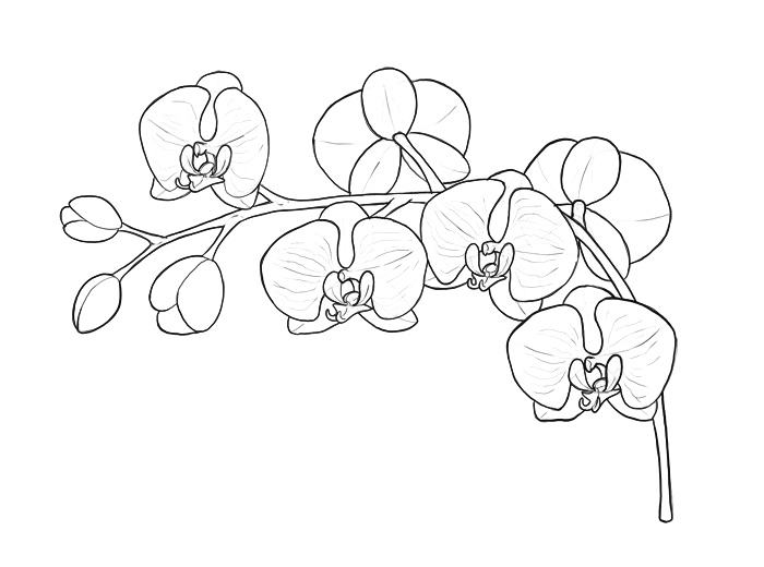 700x520 Step - Steps Drawing A Flower