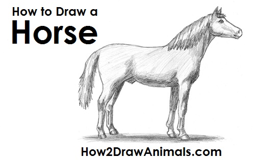 500x315 How To Draw A Horse - Steps Drawing A Horse