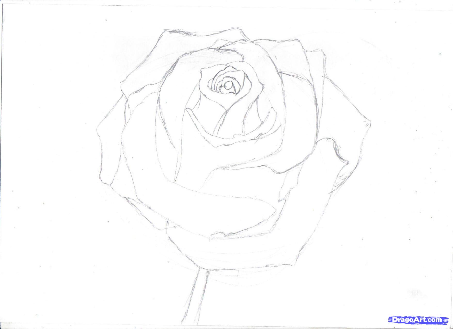 1754x1275 How To Draw A Rose In Pencil, Draw A Realistic Rose, Step - Steps Drawing A Rose