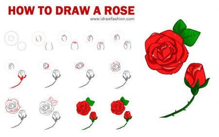 450x281 Huge Collection Of 'rose Steps Drawing' Download More Than - Steps Drawing A Rose