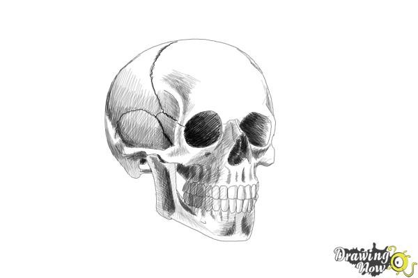 600x400 How To Draw A Skull Step - Steps Drawing A Skull