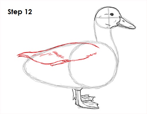 500x386 How To Draw A Duck - Stick Bird Drawing