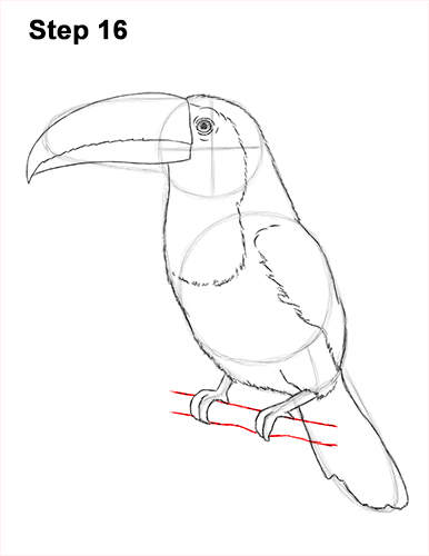 386x500 How To Draw A Toucan - Stick Bird Drawing