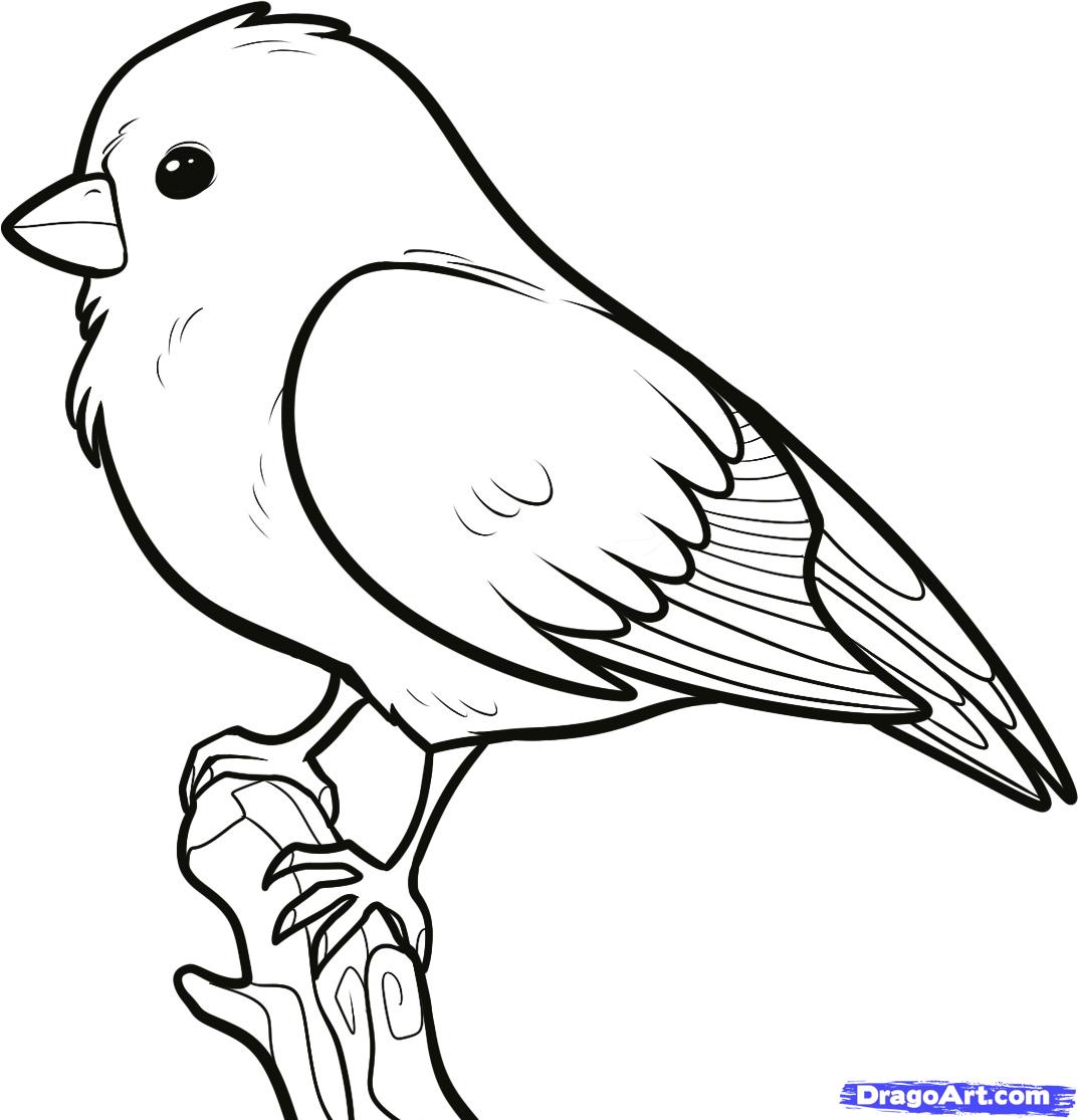 1073x1115 Stick Bird Drawing At Getdrawings Com Free For Personal Use How - Stick Bird Drawing