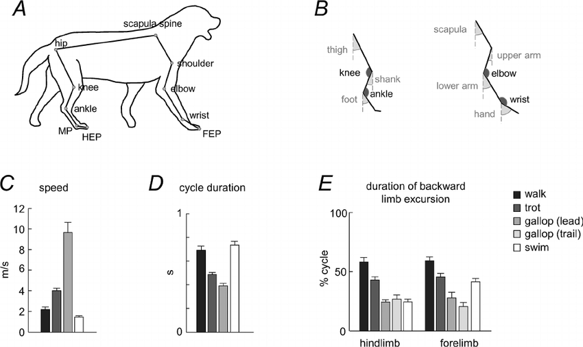850x506 General Gait Parameters A Schematic Drawing Of A Walking Dog - Stick Drawing Of A Dog