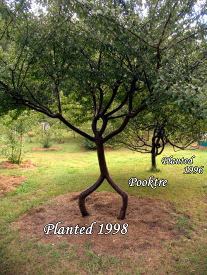 414x550 Pooktre Living Growing People Trees - Stick Tree Drawing